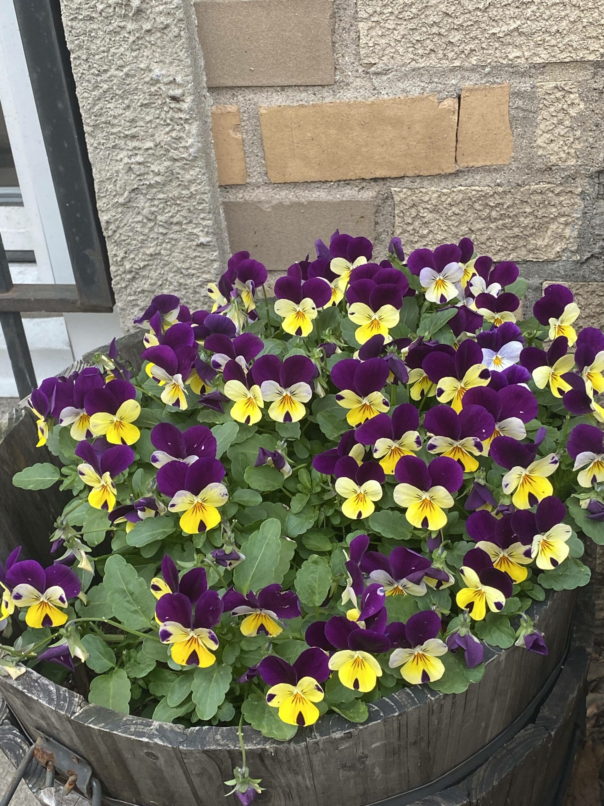 An image of flowers in a pot outside, alongside a brick wall.