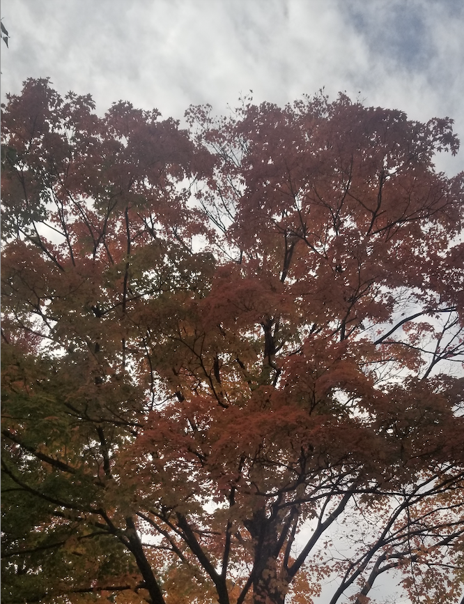 An image of a tree with orange and green leaves across cloudy blue skies.